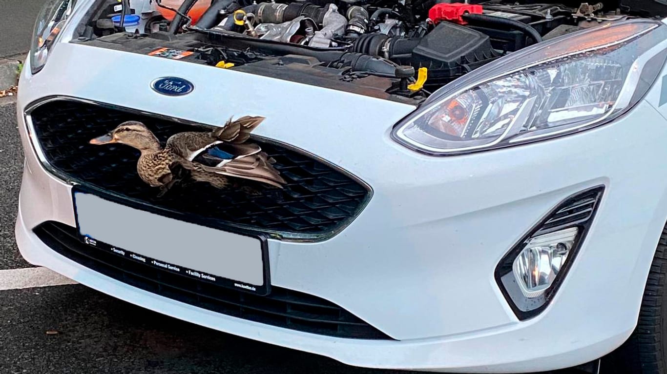 Eine Ente steckt im Kühlergrill eines Fahrzeuges fest: Die Feuerwehr musste anrücken und das Tier befreien.