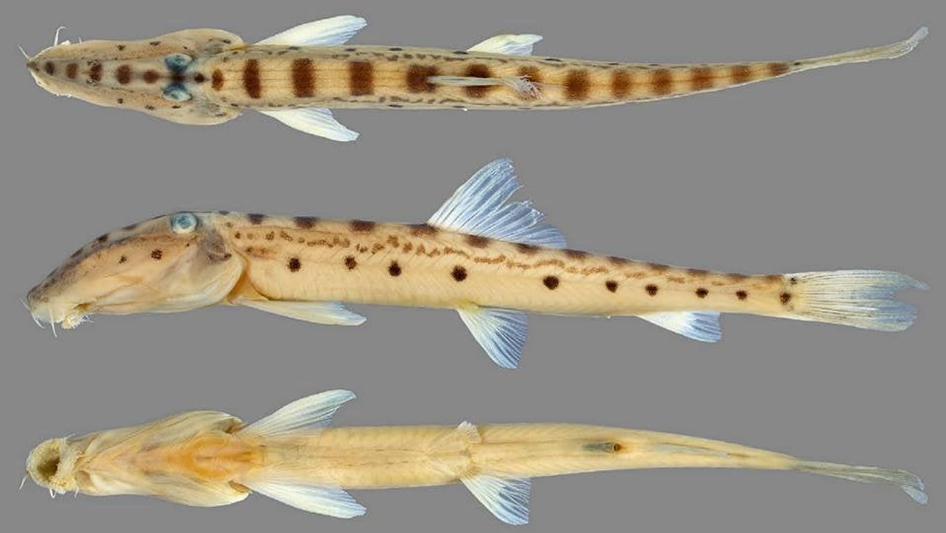 Acantopsis bruinen: Ein Fisch, der nach dem Bruinen-Fluss aus dem Buch "Herr der Ringe" benannt wurde.