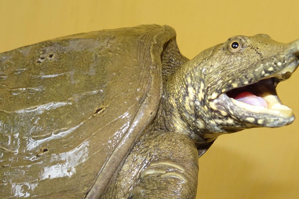 Pelodiscus variegatus: Eine Schildkröte mit einem Rüssel gehört zu den neu entdeckten Arten.
