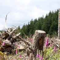 Fortlaufender Prozess: Immer mehr Waldfläche in Deutschland ist geschädigt.