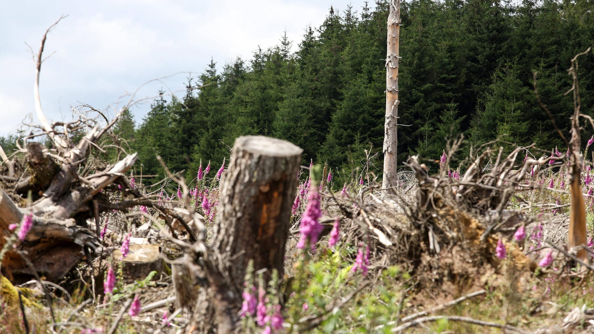 Fortlaufender Prozess: Immer mehr Waldfläche in Deutschland ist geschädigt.