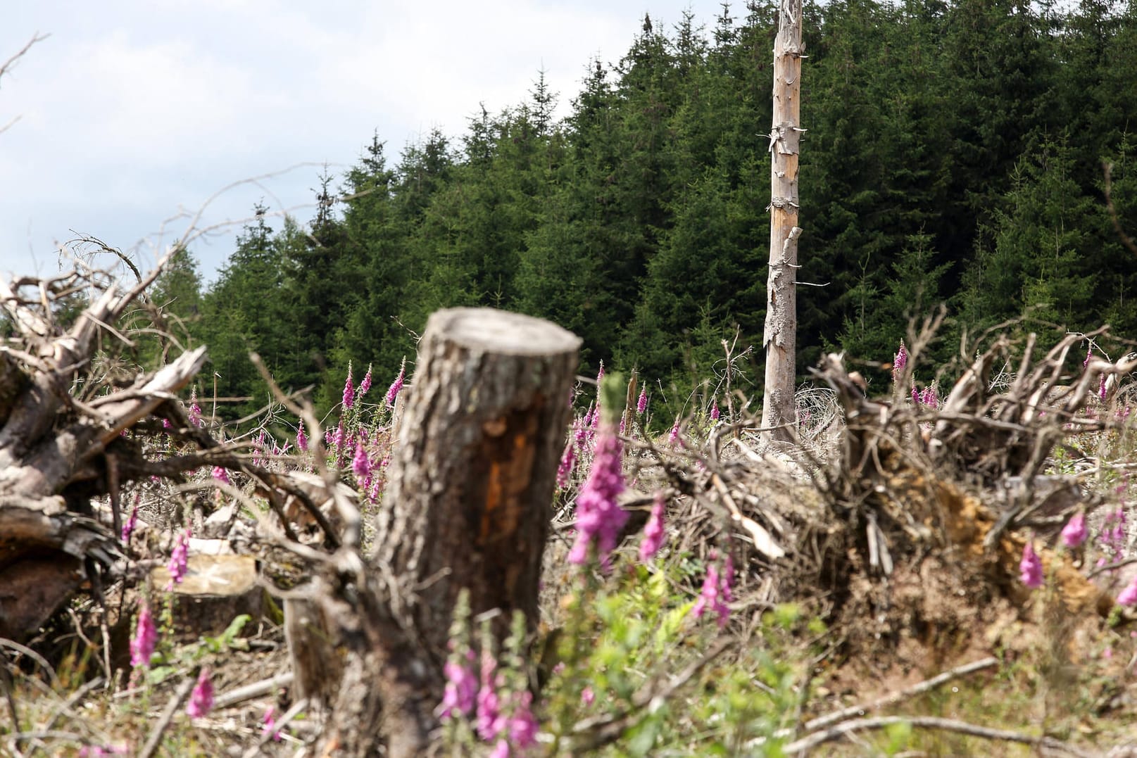 Fortlaufender Prozess: Immer mehr Waldfläche in Deutschland ist geschädigt.