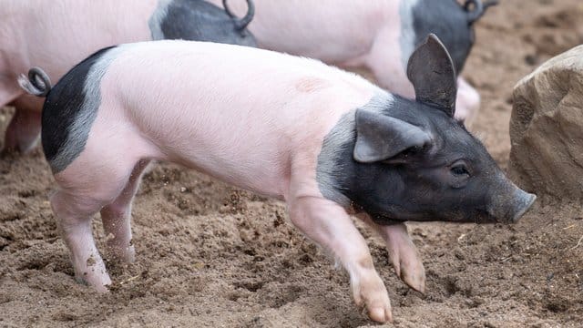 Schwäbisch-Hällische Jungschweine laufen auf dem Clemenshof im Zoo Köln: Sie sind inzwischen eine seltene Schweinerasse. Schwäbisch-Hällische Jungschweine laufen auf dem Clemenshof im Zoo Köln: Sie sind inzwischen eine seltene Schweinerasse.