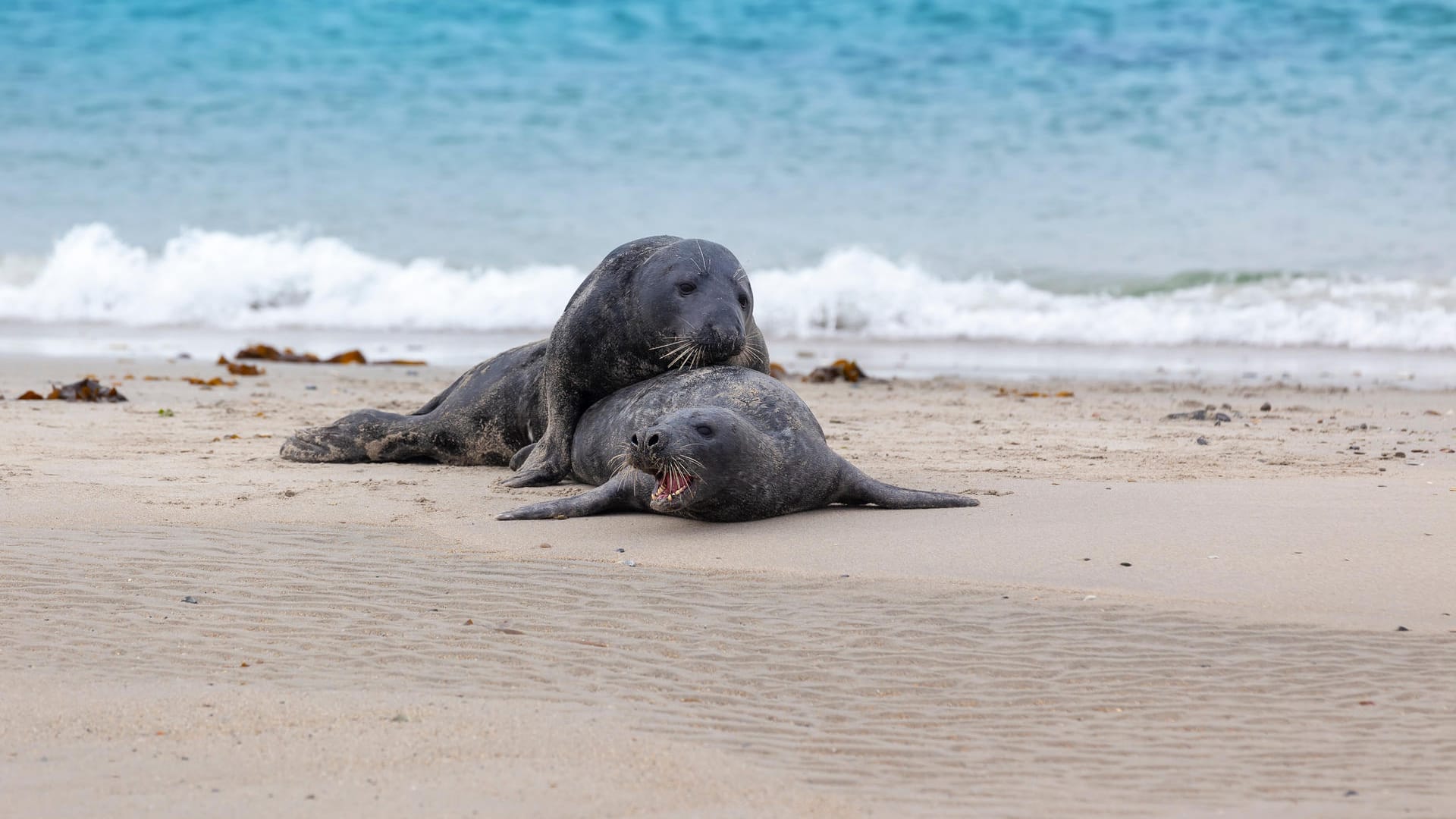 Helgoland: Kegelrobben fühlen sich am Strand der Nordseeinsel wohl.