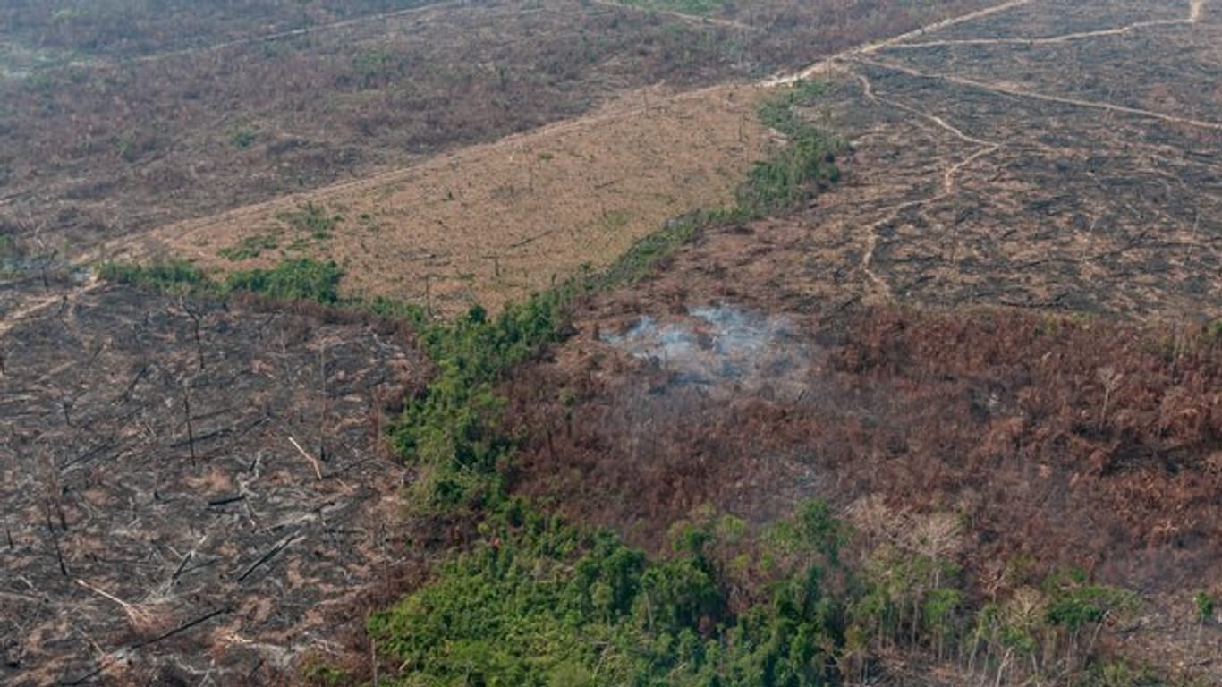 Eine verbrannte Waldfläche im brasilianischen Amazonas-Gebiet.