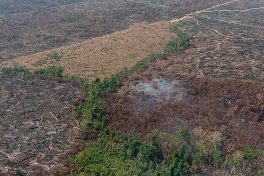 Eine verbrannte Waldfläche im brasilianischen Amazonas-Gebiet.