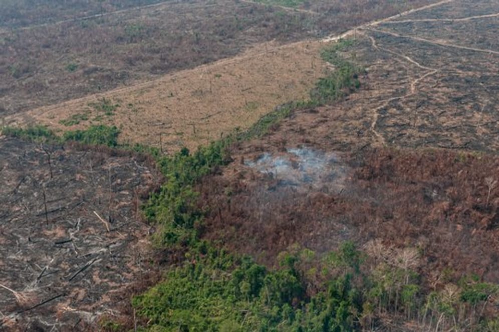Eine verbrannte Waldfläche im brasilianischen Amazonas-Gebiet.