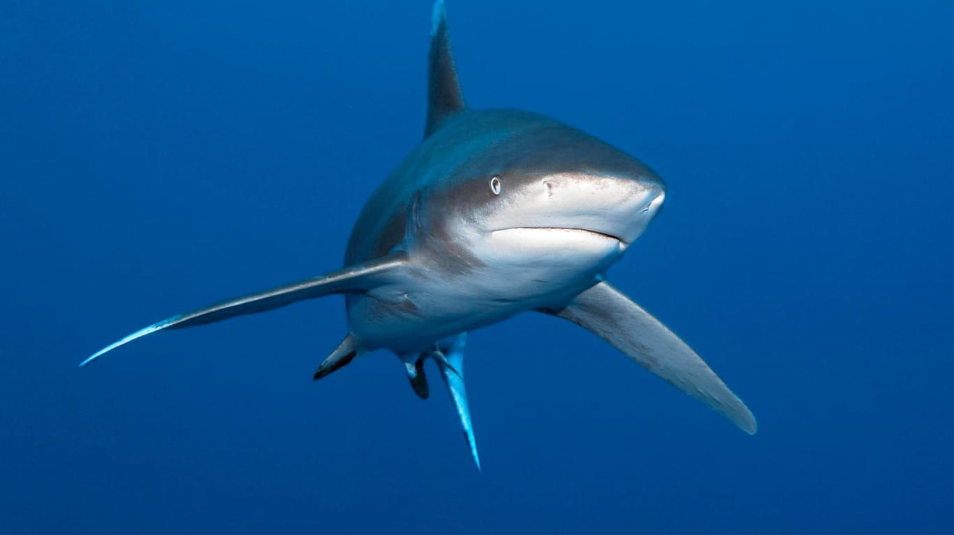Ein Hai vor der Küste Australien: Wegen des mutigen Einsatzes seines Vaters hat ein zehnjähriger Junge vor Australien den Angriff eines sechs Meter langen Hais überlebt.