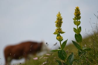 Gelber Enzian blüht auf einer Wiese in der Nähe der Bichler Alm.