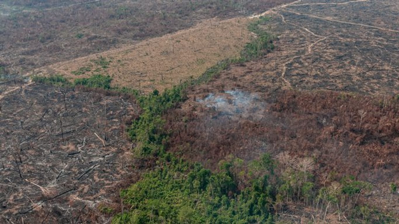 Verbrannte Waldfläche auf einem vom brasilianischen Institut IBAMA zur Verfügung gestellten Archiv-Bild.