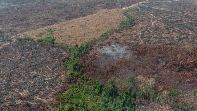 Verbrannte Waldfläche auf einem vom brasilianischen Institut IBAMA zur Verfügung gestellten Archiv-Bild. Verbrannte Waldfläche auf einem vom brasilianischen Institut IBAMA zur Verfügung gestellten Archiv-Bild.