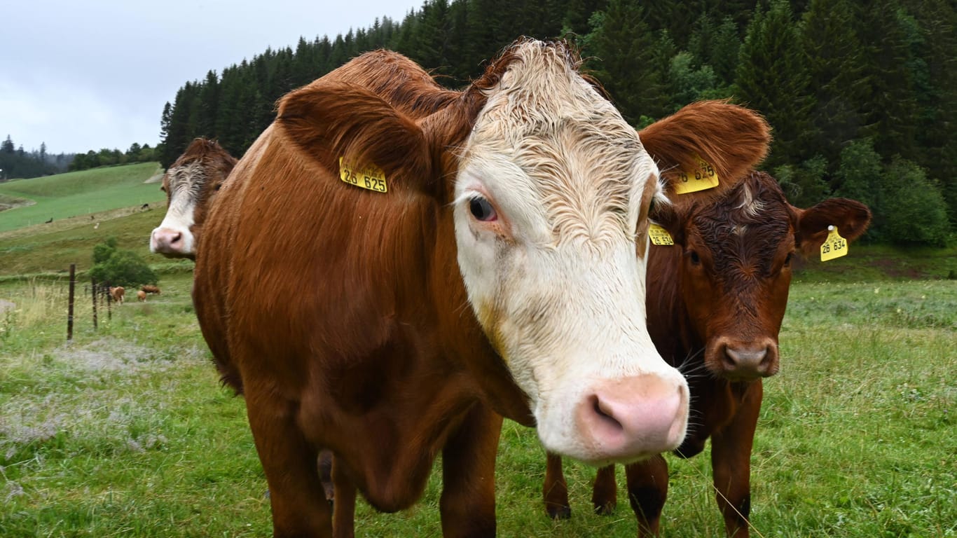 Auf einer Weidefläche: Im Kreis Merzig-Wadern im Saarland rannten mehrere Kühe einen 67-Jährigen um.