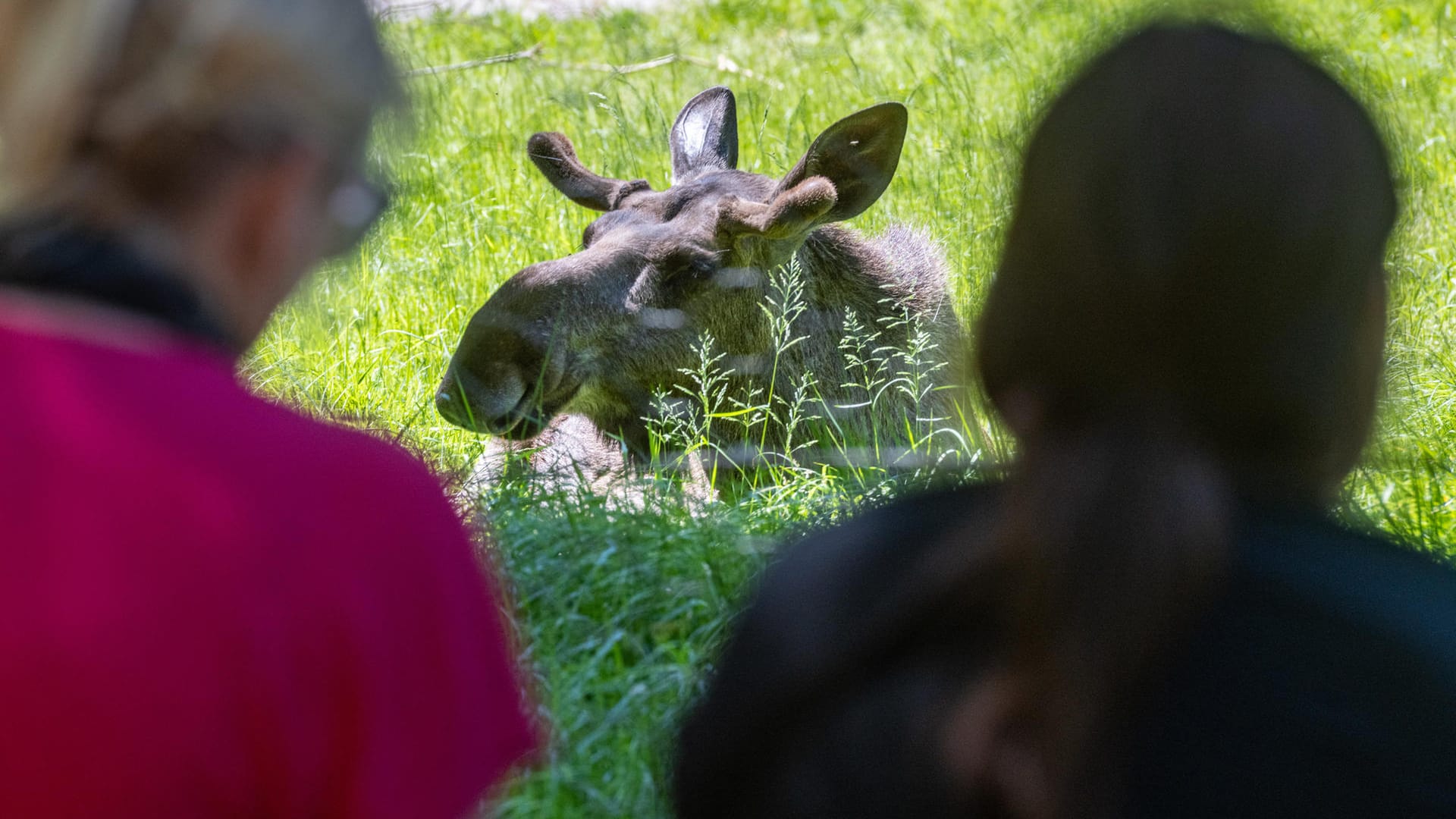 Seltene Begegnung: Besucher können im Tierfreigelände des Nationalparks unter anderem Elch in einem Gehege beobachten.