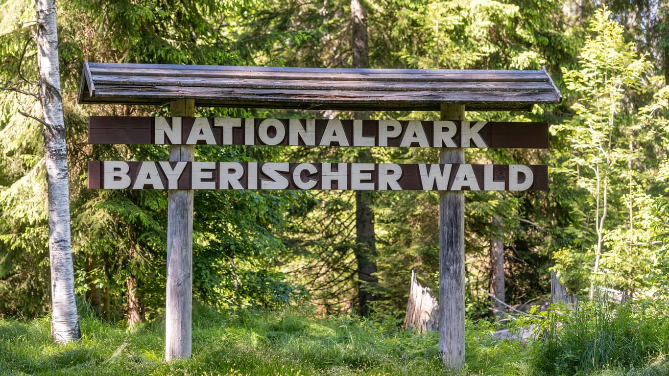 Heimische Natur ist gefragt: Die Corona-Krise beschert dem Nationalpark Bayerischer Wald einen enormen Andrang an Besuchern.
