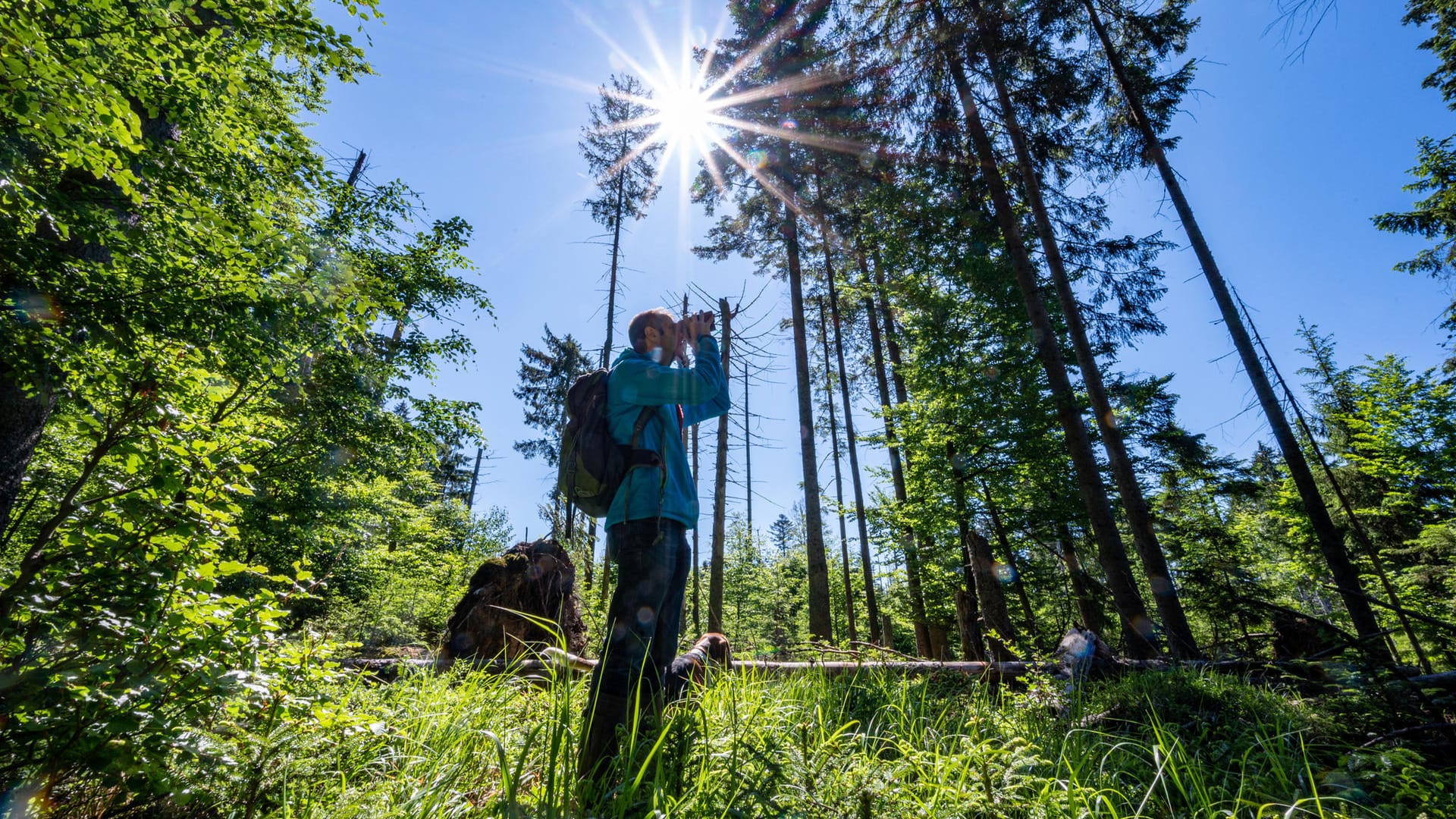 Jörg Müller von der Nationalparkverwaltung: Der Forstwissenschaftler entdeckte einen Käfer, der hier seit langem als ausgestorben galt.