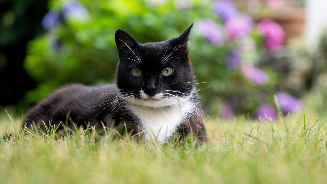 Schutz vor Parasiten: Katzen benötigen regelmäßige Wurmkuren.