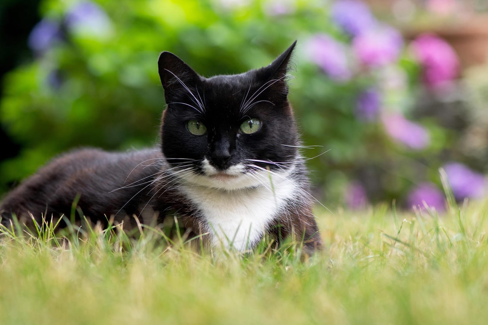 Schutz vor Parasiten: Katzen benötigen regelmäßige Wurmkuren.