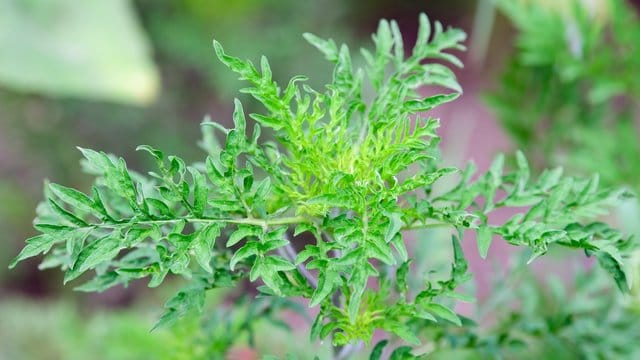 Ambrosia-Pflanze: Das Ackerkraut breitet sich unkrontrolliert in Deuschland aus.