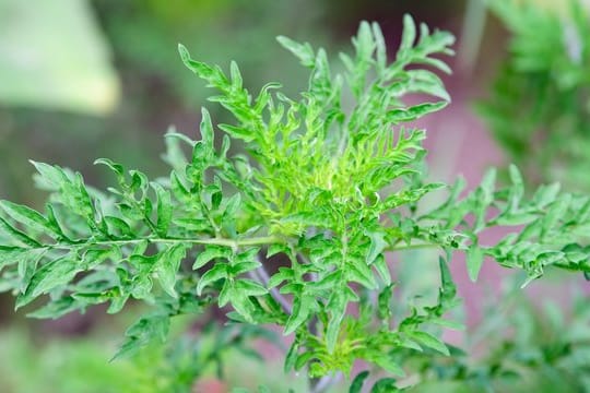 Ambrosia-Pflanze: Das Ackerkraut breitet sich unkrontrolliert in Deuschland aus.