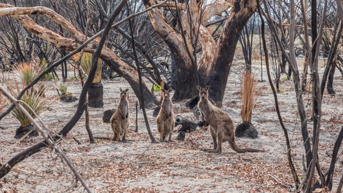 Kängurus im verbrannten Buschland auf Kangaroo Island.