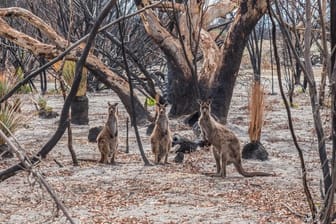 Kängurus im verbrannten Buschland auf Kangaroo Island.