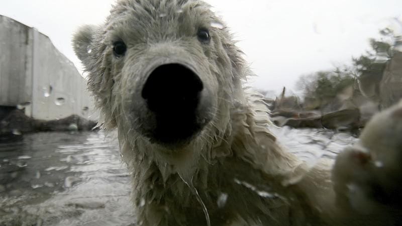 Eisbären verlieren immer mehr Lebensraum.