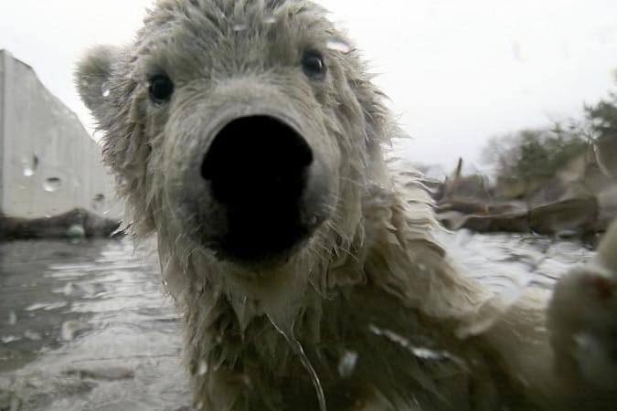 Eisbären verlieren immer mehr Lebensraum.