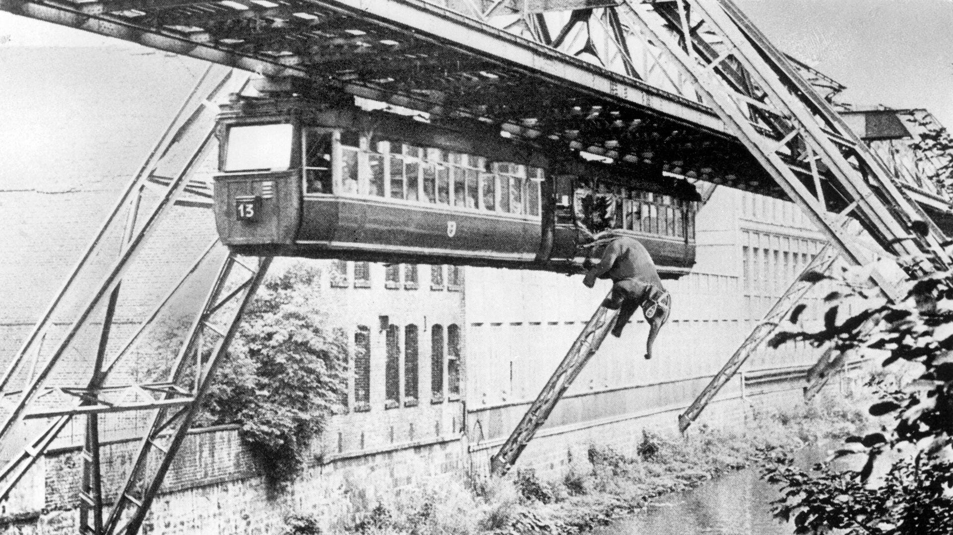 Ein Elefant stürzt aus einer Schwebebahn in Wuppertal: Von dem Sturz gibt es keine Fotos, sondern nur wie hier Fotomontagen.