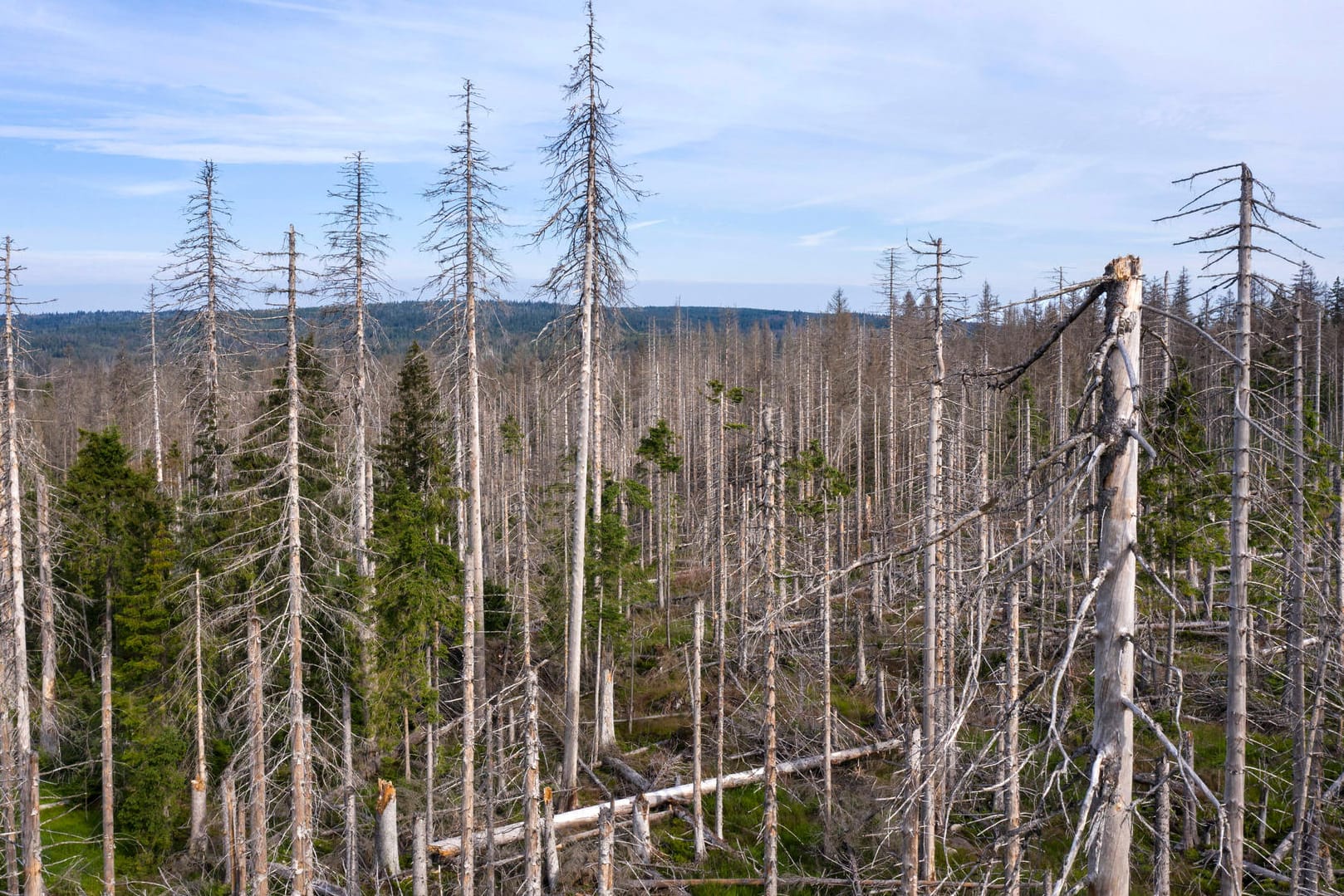 Abgestorbene Fichten im Nationalpark Harz bei Oderbrück: Die Klimakrise ist hier nicht mehr zu leugnen.