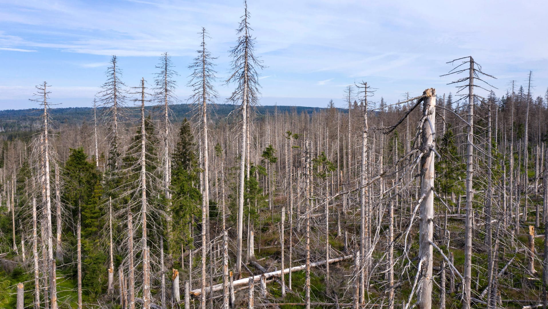 Abgestorbene Fichten im Nationalpark Harz bei Oderbrück: Die Klimakrise ist hier nicht mehr zu leugnen.