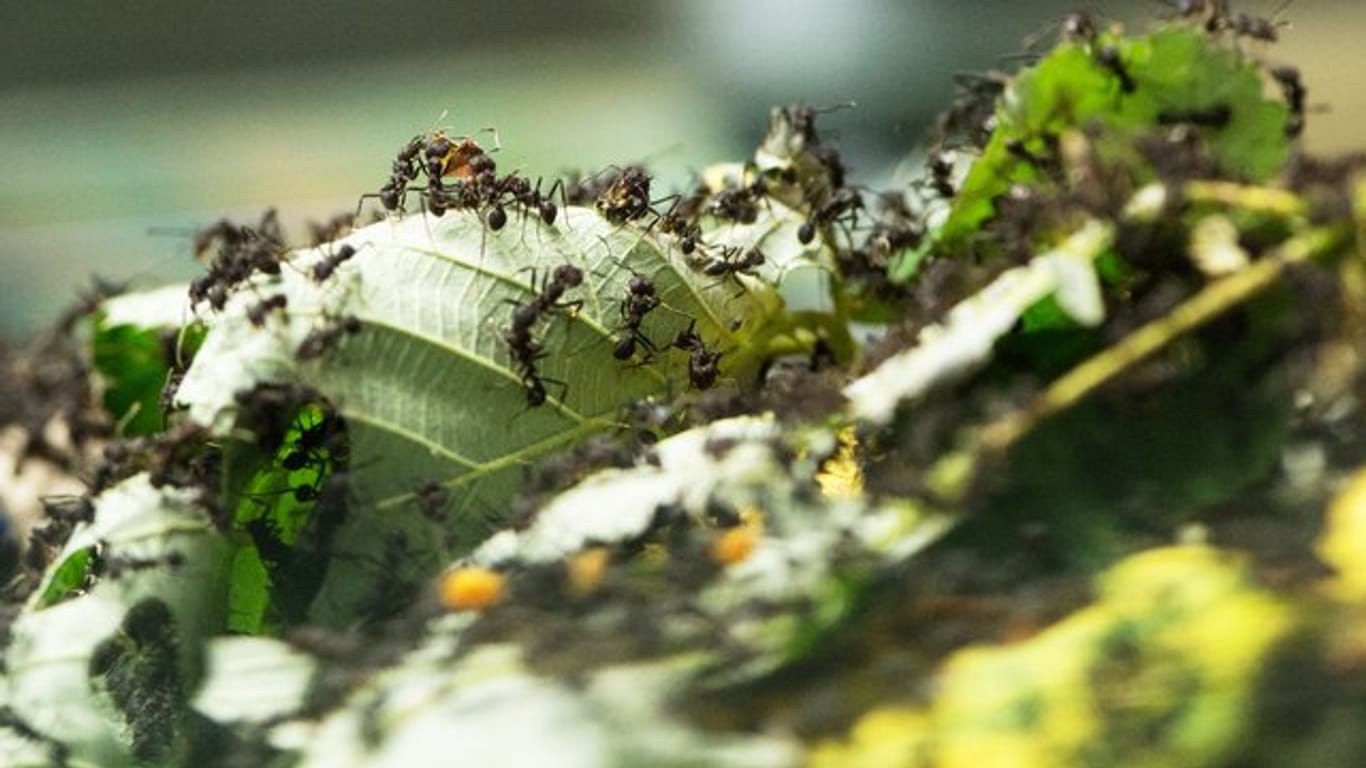 Ameisen werden Gartenbesitzern mitunter lästig.
