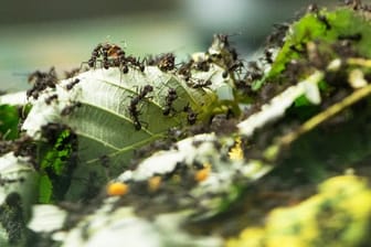 Ameisen werden Gartenbesitzern mitunter lästig.