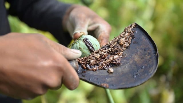 Ein Junge pflückt Schlafmohn, aus dem Opium gewonnen wird Ein Junge pflückt Schlafmohn, aus dem Opium gewonnen wird