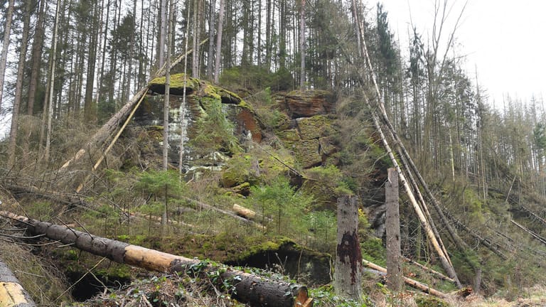 Nationalpark Sächsische Schweiz: Im Kirnitzschtal, das zur Kernzone im Reservat gehört, werden umgefallene Bäume noch abtransportiert (Foto). In den Ruhebereichen lässt man diese liegen.