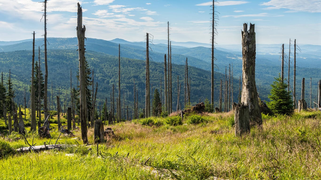 Nationalpark Bayerischer Wald: Die Aufnahme vom Juli 2019 zeigt einen durch Borkenkäferbefall abgestorbenen Wald, in dem aber schon junge Gehölze nachwachsen.