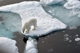 Ein Eisbär steht im Nordpolarmeer auf einer Eisscholle.