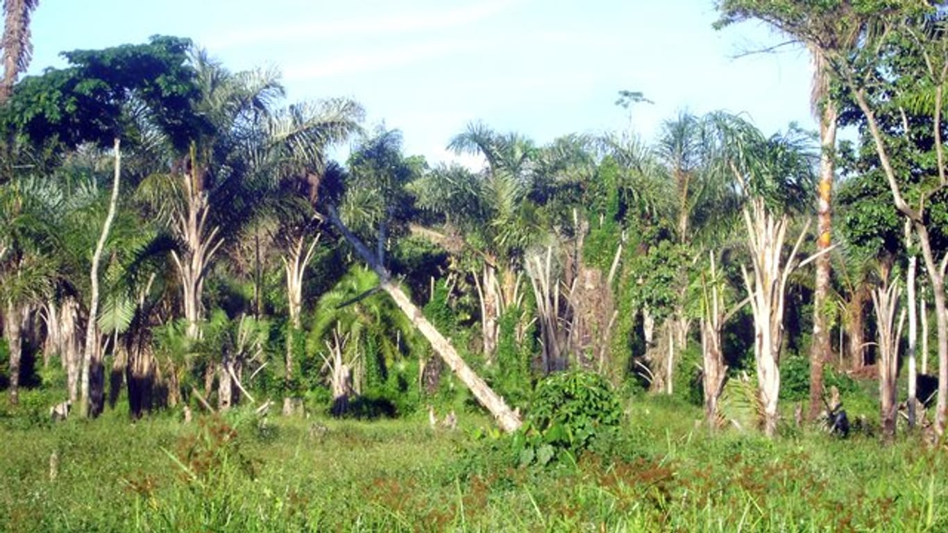 Abholzung von Wald in der Nähe des Dorfes Masaba südöstlich der ugandischen Hauptstadt Kampala.