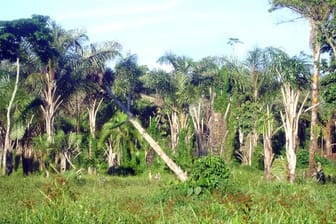 Abholzung von Wald in der Nähe des Dorfes Masaba südöstlich der ugandischen Hauptstadt Kampala.