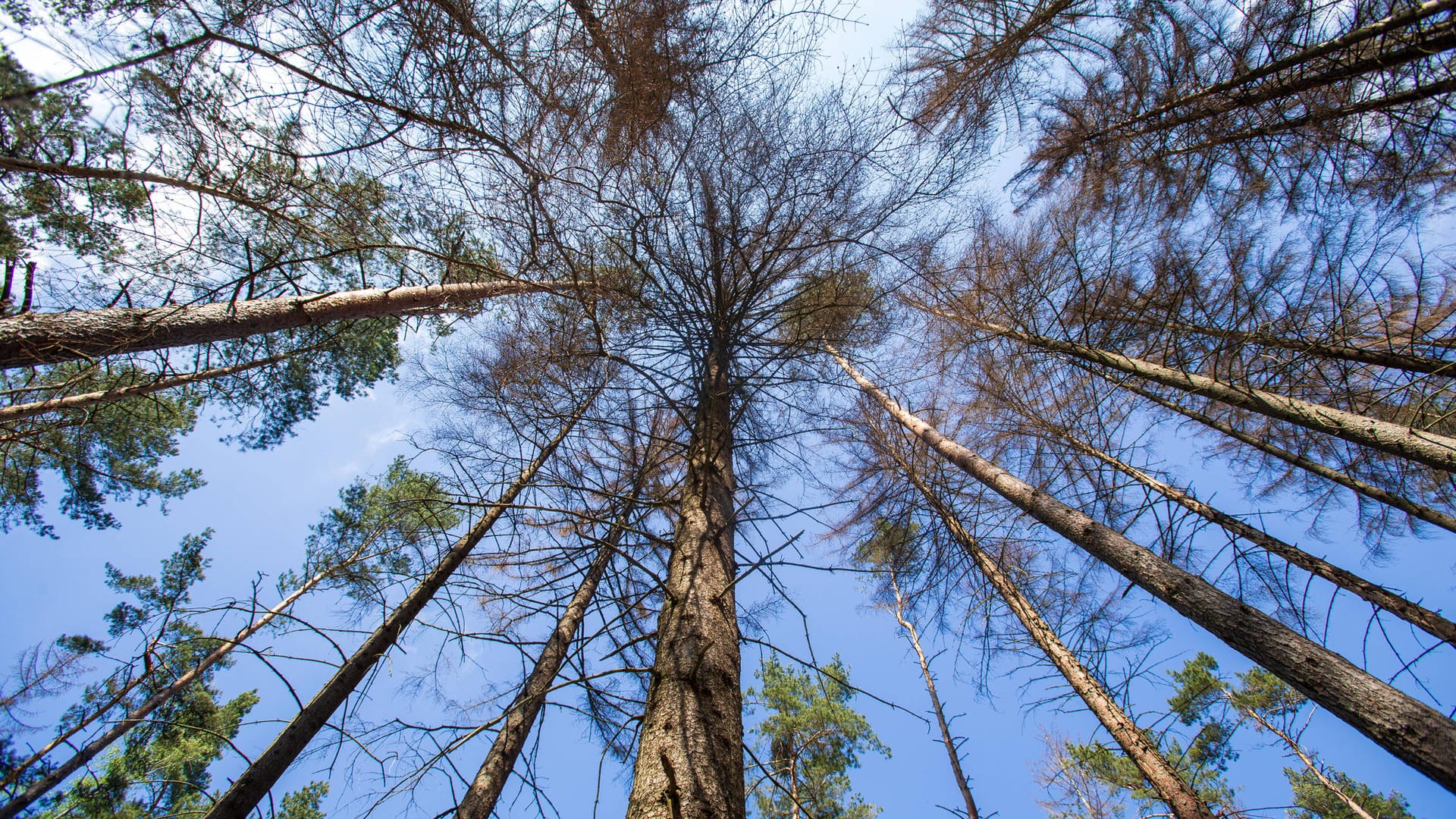 Nationalpark Sächsische Schweiz: Mehrere abgestorbene Fichten stehen in einem Wald bei Hinterhermsdorf nahe Sebnitz.