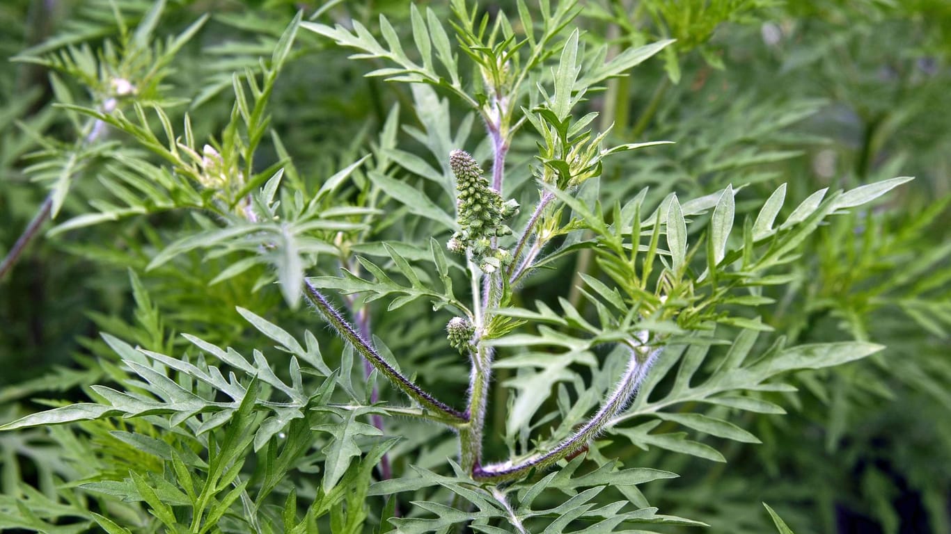 Beifußblättriges Traubenkraut (Ambrosia artemisiifolia): Die allergieauslösende Pflanze vermehrt sich in Europa stark.