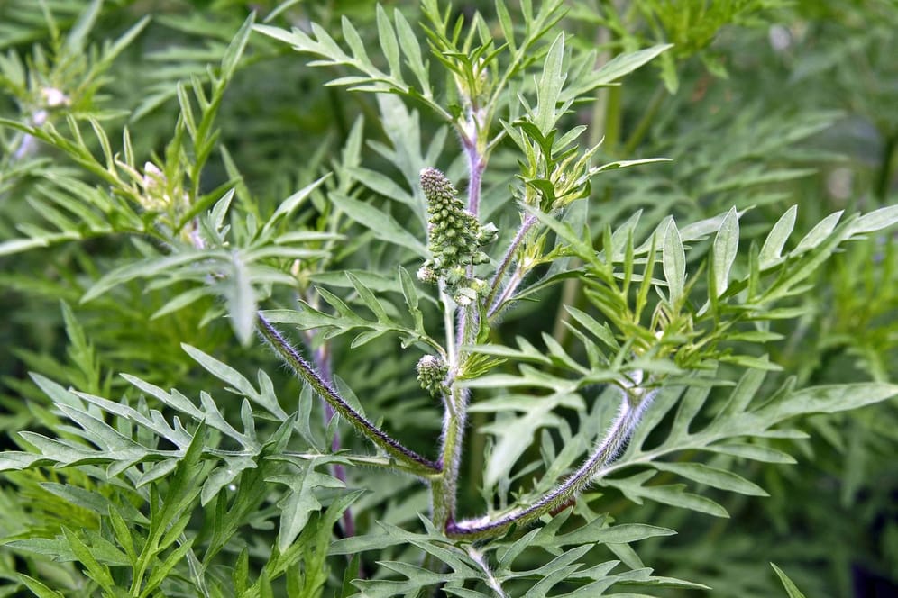 Beifußblättriges Traubenkraut (Ambrosia artemisiifolia): Die allergieauslösende Pflanze vermehrt sich in Europa stark.