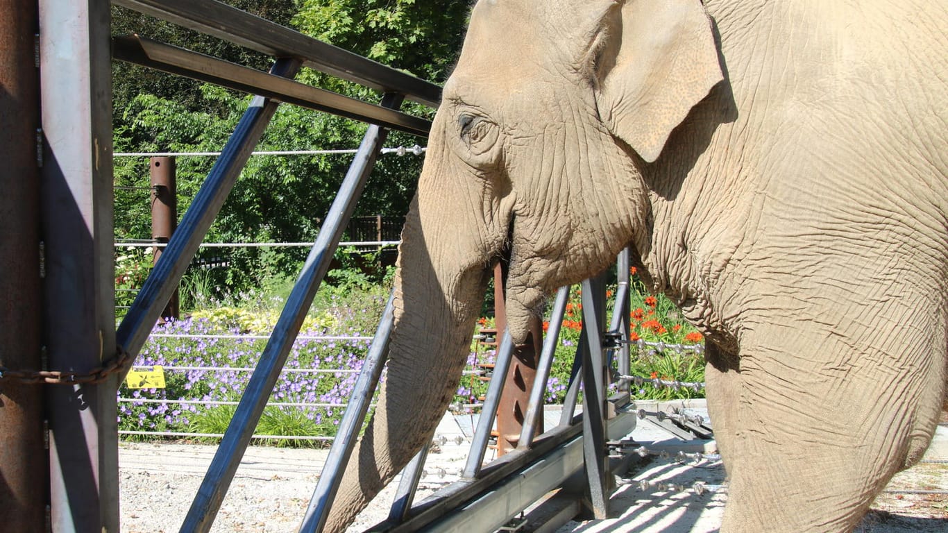 Elefantenkuh Jenny im Zoo Karlsruhe: Die Altersresidenz für Elefanten wird umgestaltet.