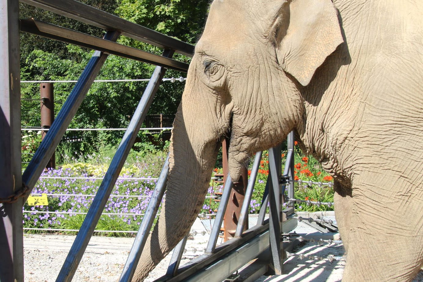 Elefantenkuh Jenny im Zoo Karlsruhe: Die Altersresidenz für Elefanten wird umgestaltet.