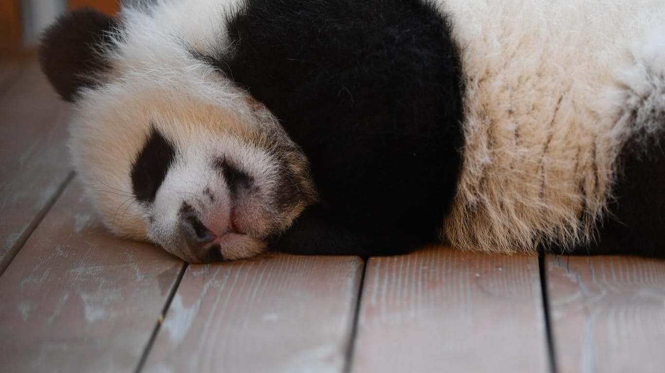Ein Baby-Panda ist in Seoul auf natürliche Weise gezeugt worden und hat nun das Licht der Welt erblickt.