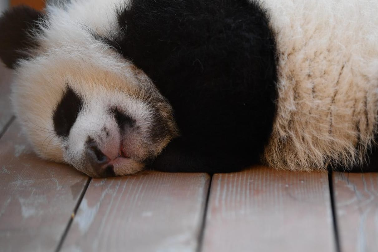 Ein Baby-Panda ist in Seoul auf natürliche Weise gezeugt worden und hat nun das Licht der Welt erblickt.