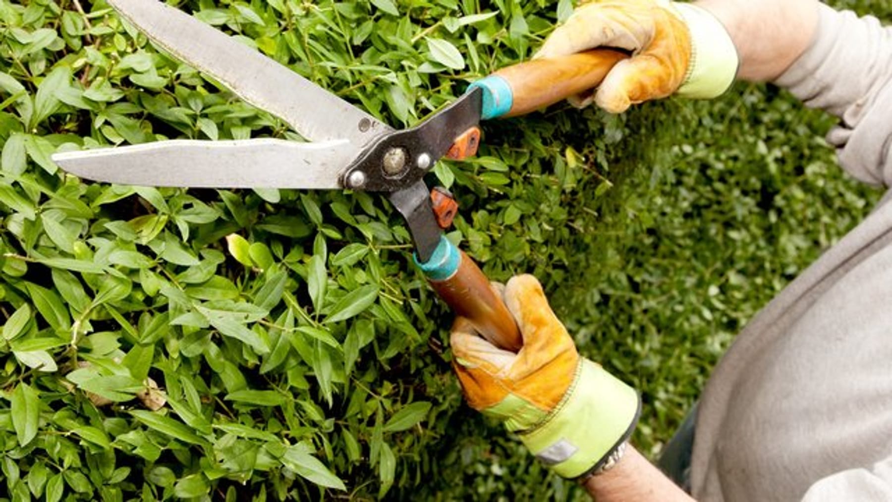 Konische Form Darum sollte Ihre Hecke schief stehen was erlaubt ist