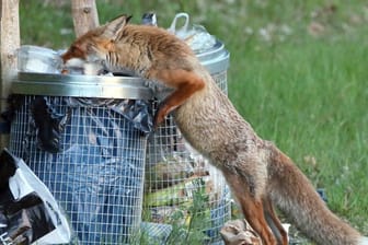 Ein Fuchs sucht Nahrung in einer Abfalltonne.