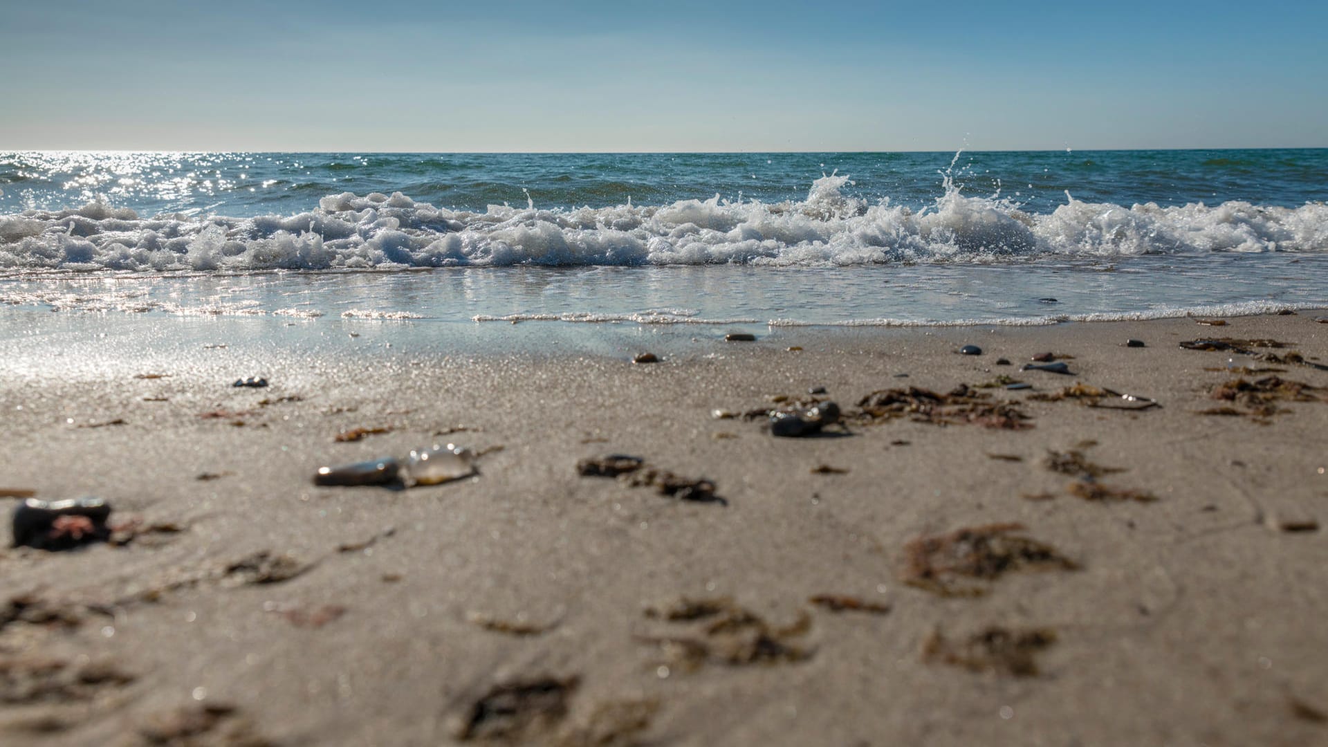 Strand: Die meisten Quallen in Deutschland sind nicht gefährlich.