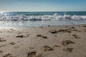 Strand: Die meisten Quallen in Deutschland sind nicht gefährlich.