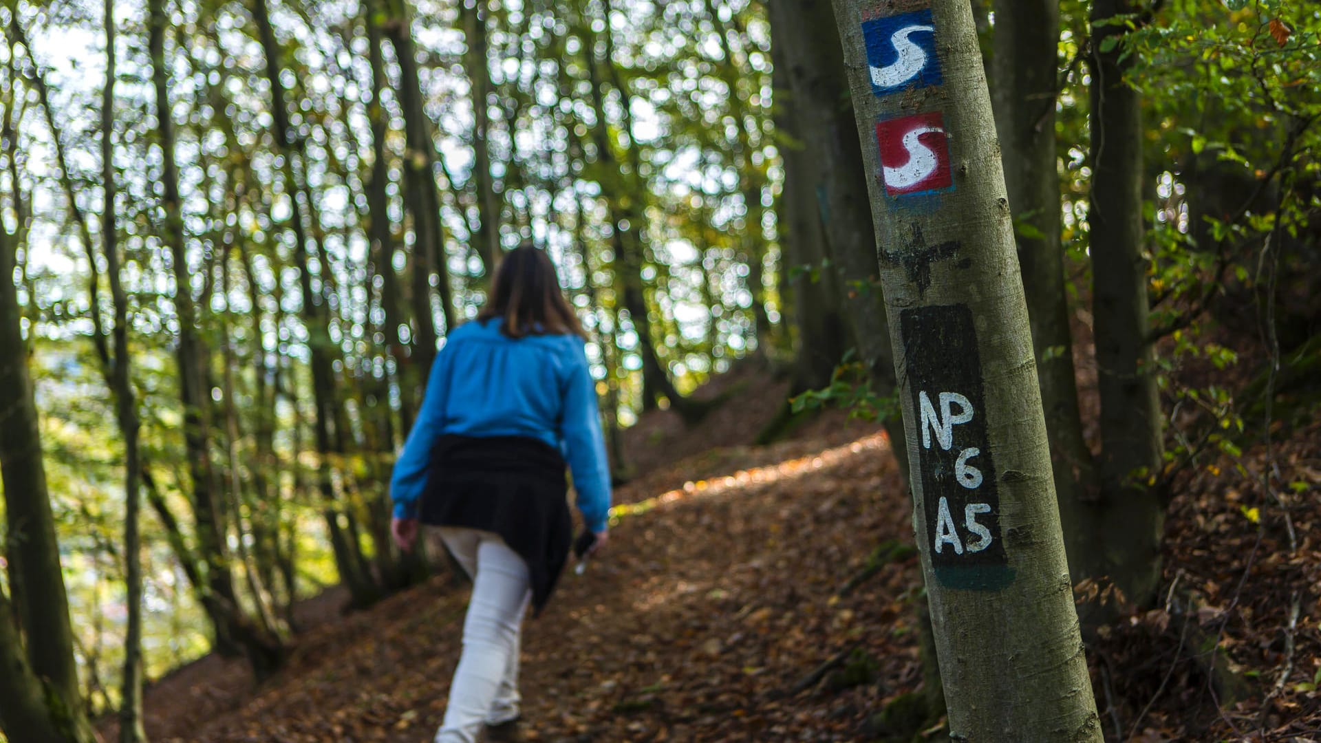 Wanderung auf dem Natursteig Sieg